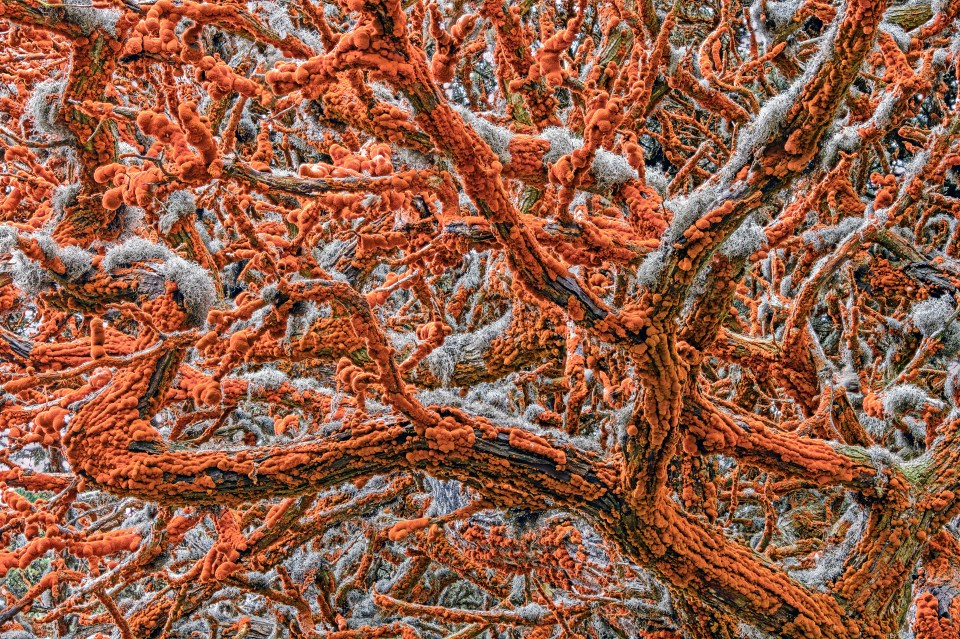  Tapestry of Life by Zorica Kovacevic was taken in Point Lobos State Natural Reserve, California and shows fungus on a Monterey cypress tree