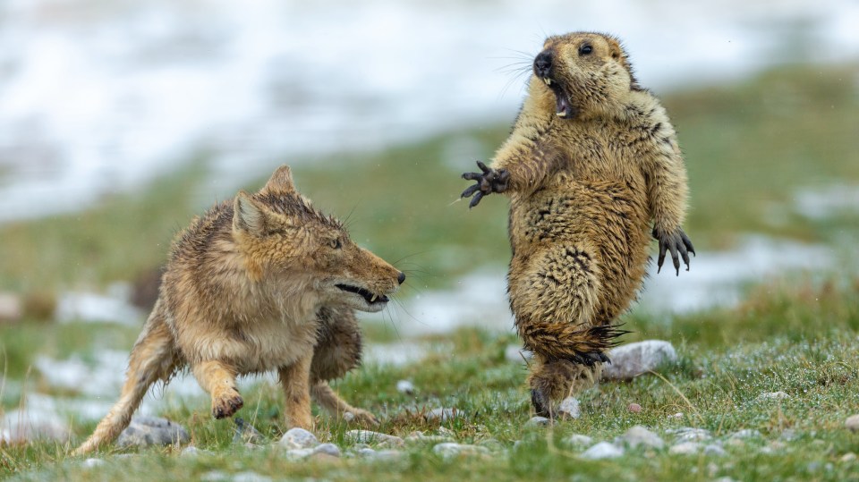  Yongqing Bao, winner of the Wildlife Photographer of the year awards 2019 for his image The Moment, showing a standoff between a Tibetan fox and a marmot