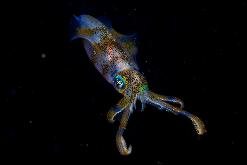  Night Glow by Thomas Easterbrook was shot on a night dive in Indonesia