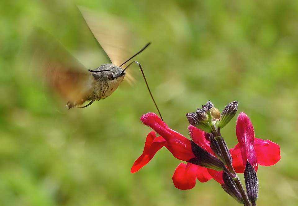  Humming Surprise by Thomas Easterbrook shows a hummingbird hawk-moth in France