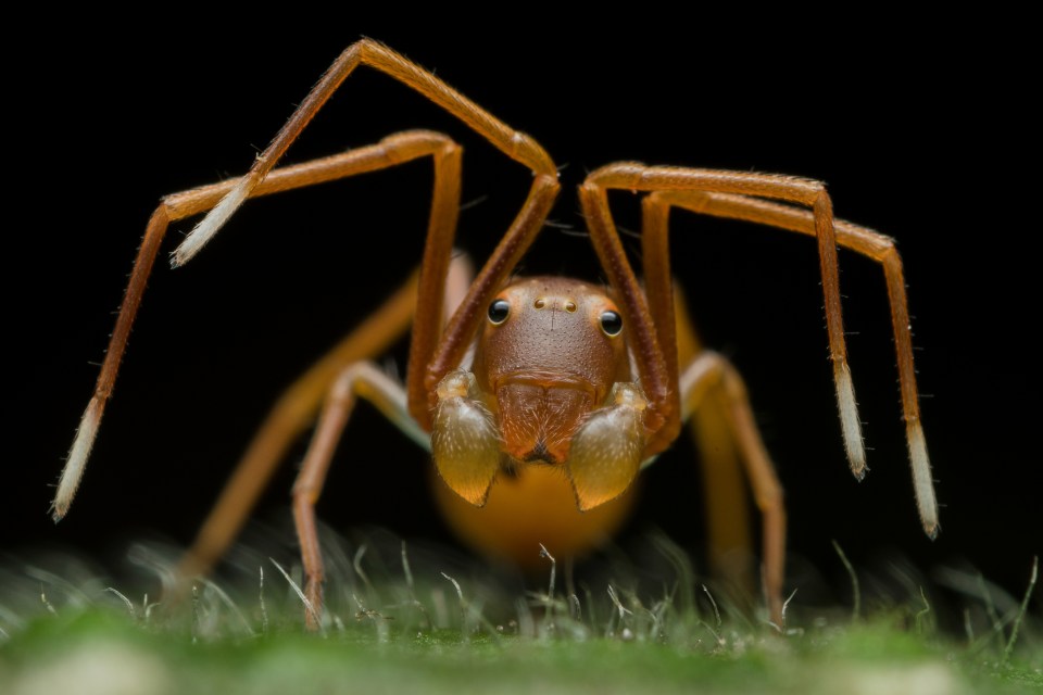  Face of Deception by Ripan Biswas shows a red weaver ant in the subtropical forest of India’s Buxa Tiger Reserve