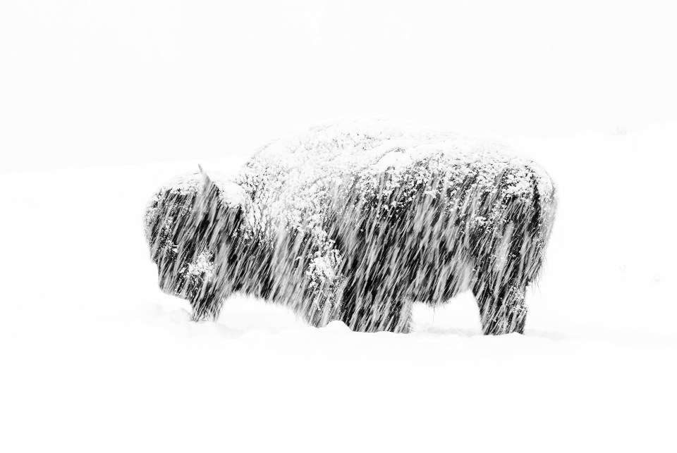  An American bison endures a thick snowfall in Yellowstone National Park - slow shutter speed was used to create an abstract effect with the falling snowflakes