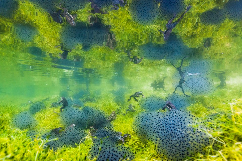  Pondworld by Manuel Plaickner shows the mass migration of common frogs in South Tyrol, Italy