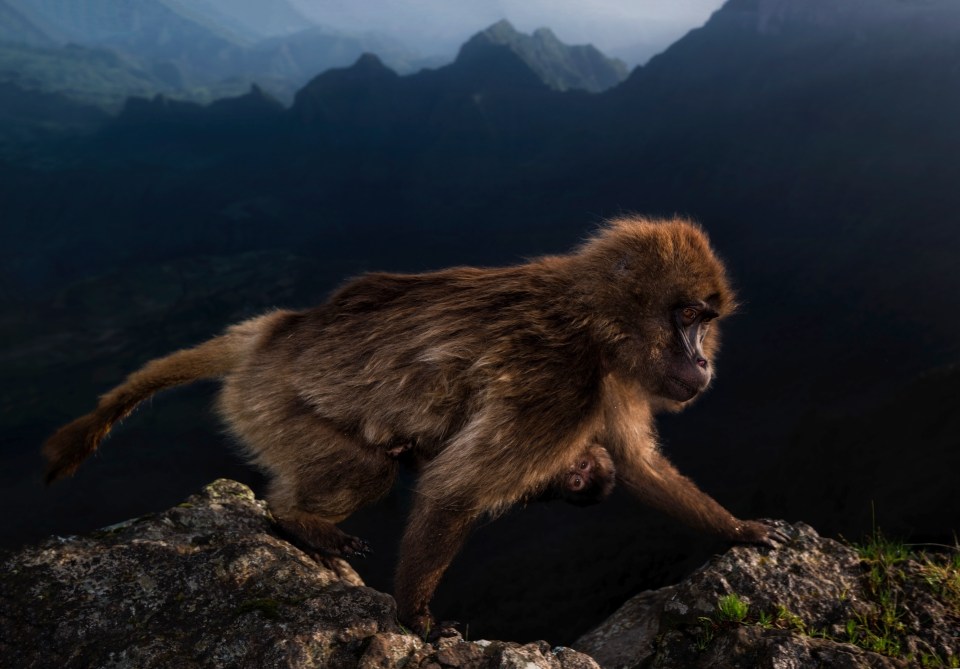  Early Riser by Riccardo Marchgiani shows a female gelada with a week-old infant clinging to her belly in Ethiopia’s Simien Mountains National Park