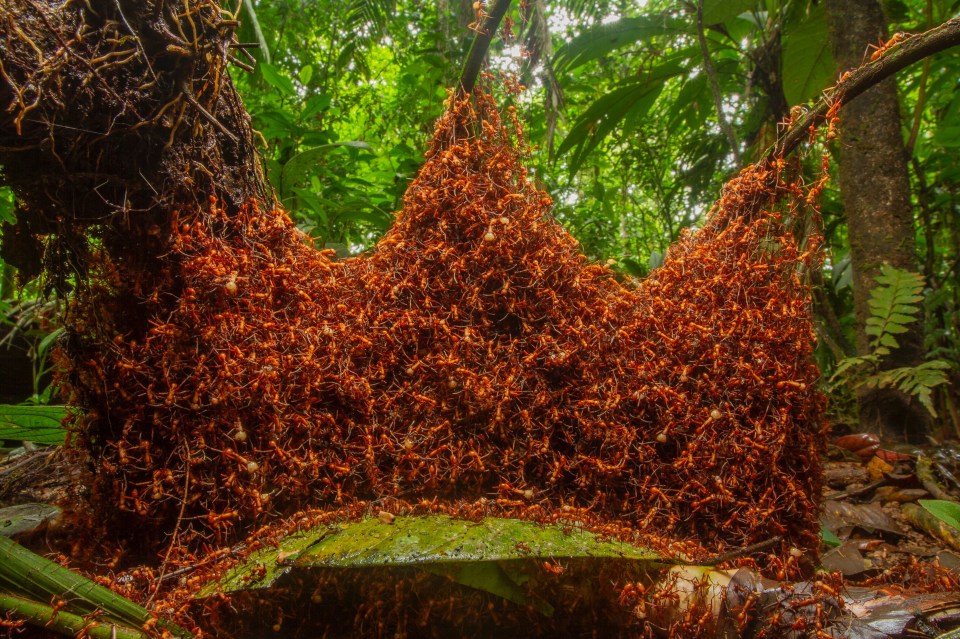  Daniel Kronauer captures army ants assembling a temporary nest out of their own bodies in Costa Rica