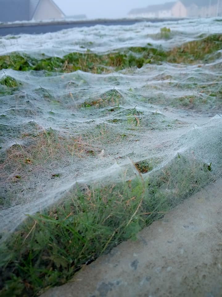  Money spiders are also known as 'sheet weavers' due to the webs they spin