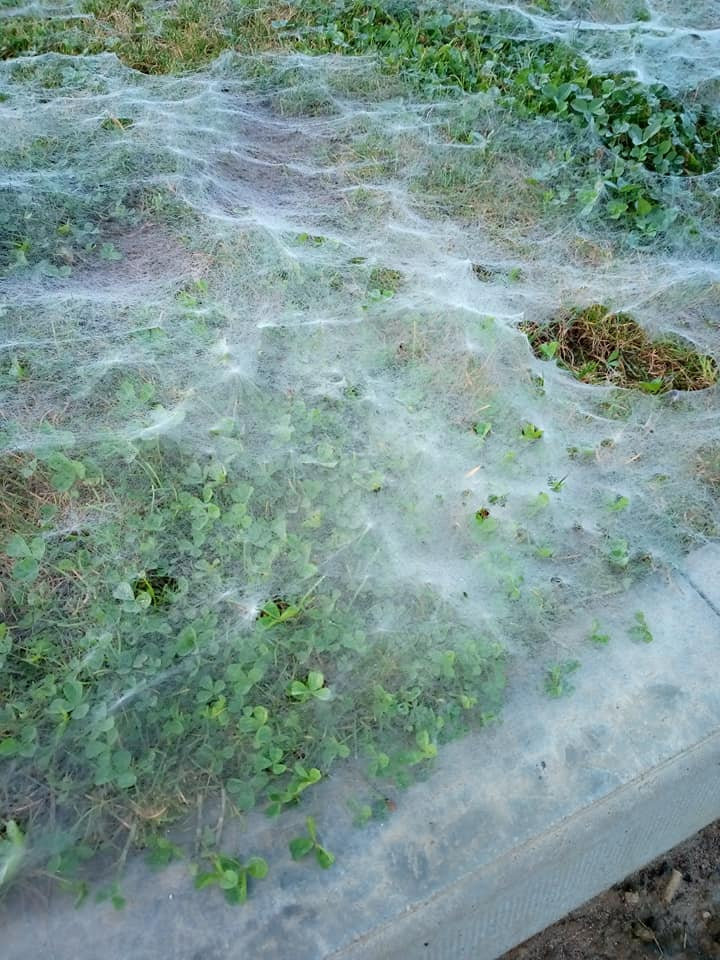  Leo spotted the web when he took a break in Inverurie