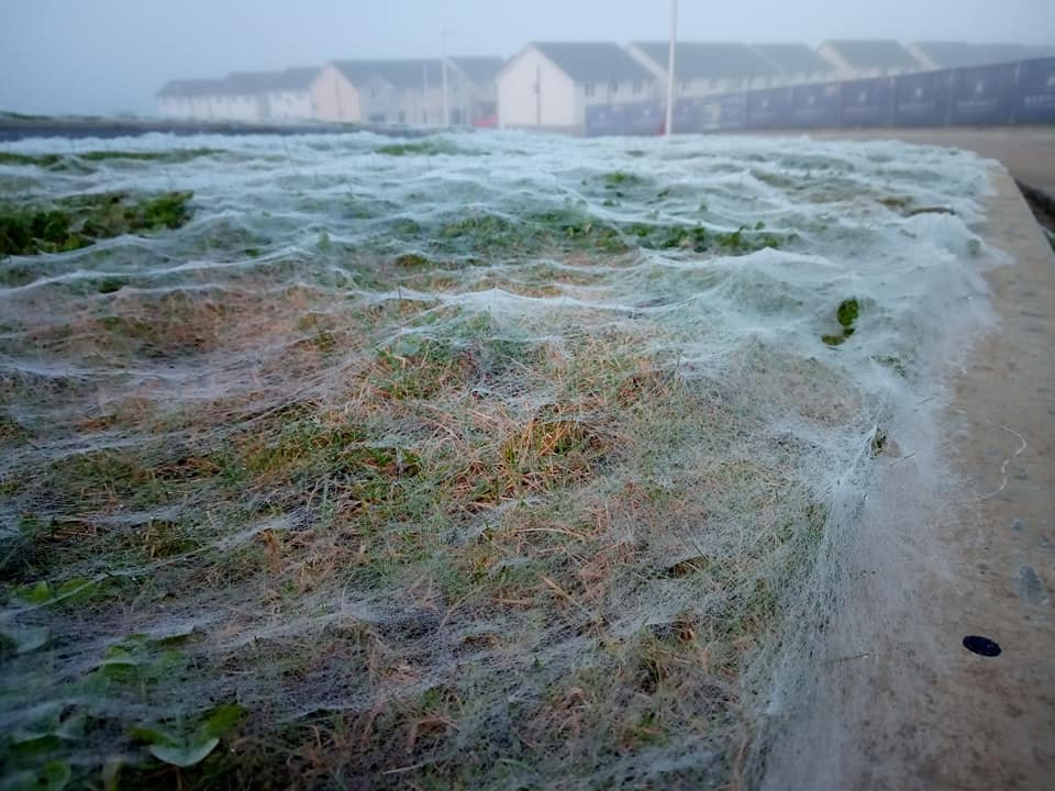  Insect experts think the huge web was made by money spiders