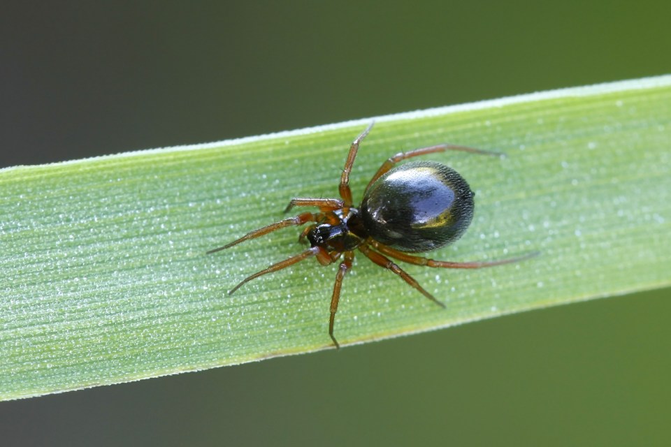  Money spiders, also known as sheet weavers, are part of the Linyphiidae family