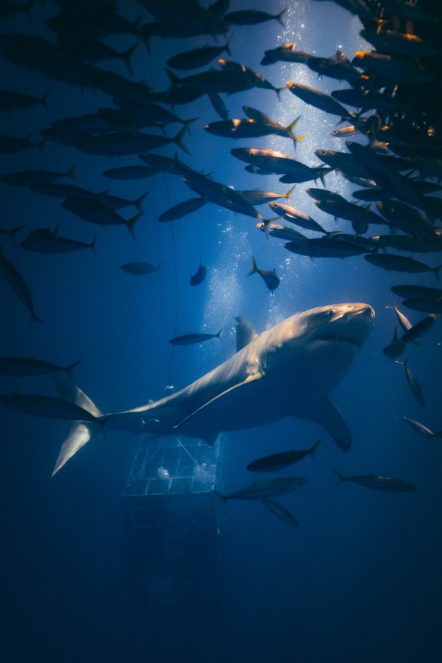  The great white shark averages 15ft in length, and weigh about 5,000lbs