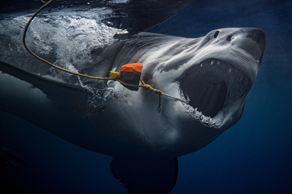  Great white sharks can be found throughout the world's oceans and are the largest predatory fish