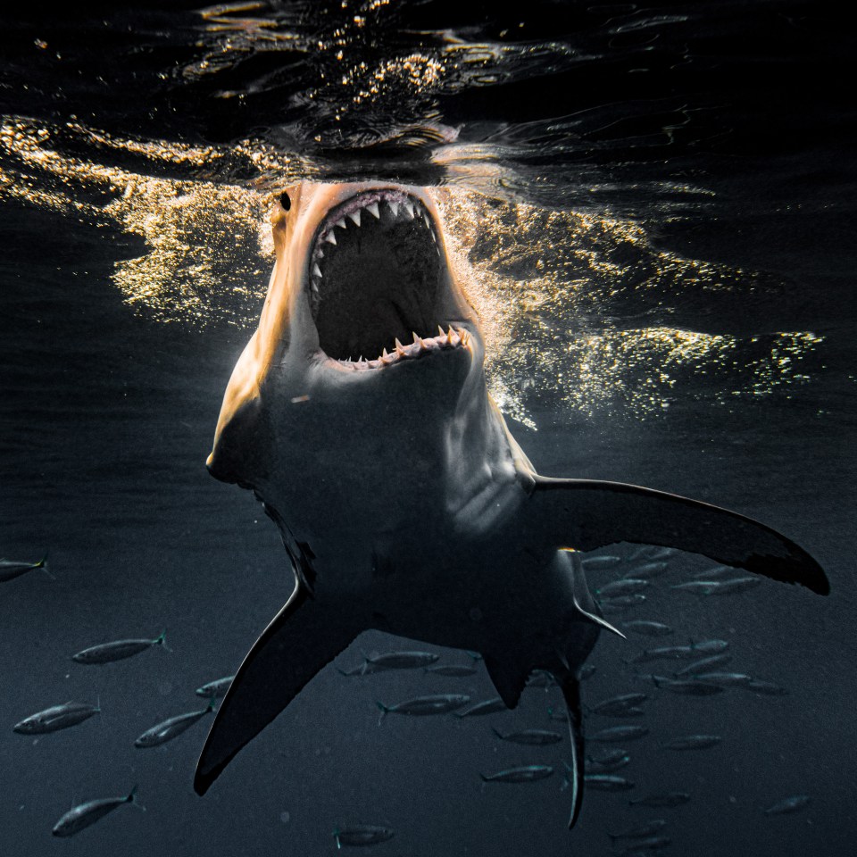  These sharks search for food beneath the water surface, and then use a burst of speed to bump their prey while biting it at the same time