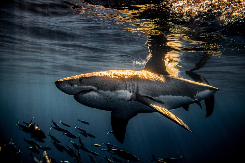  The photographer said the sharks use many receptors down their body and special sensing organs on their nose to sense animals in distress - 'in other words, they have superpowers'