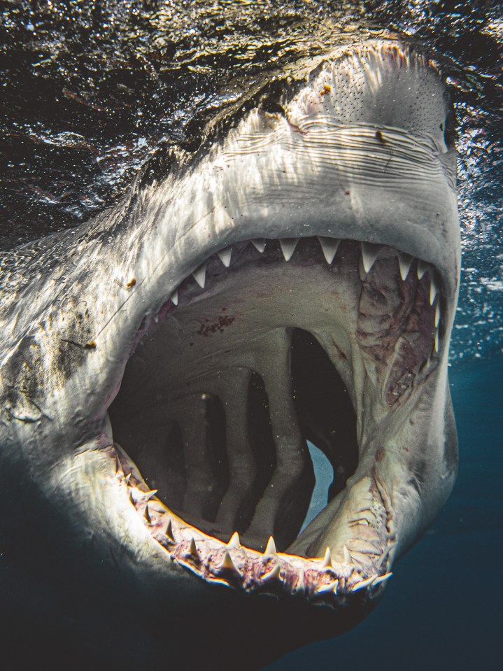  Hell’s teeth! The apex predators are extremely curious and playful animals, according to the Brit