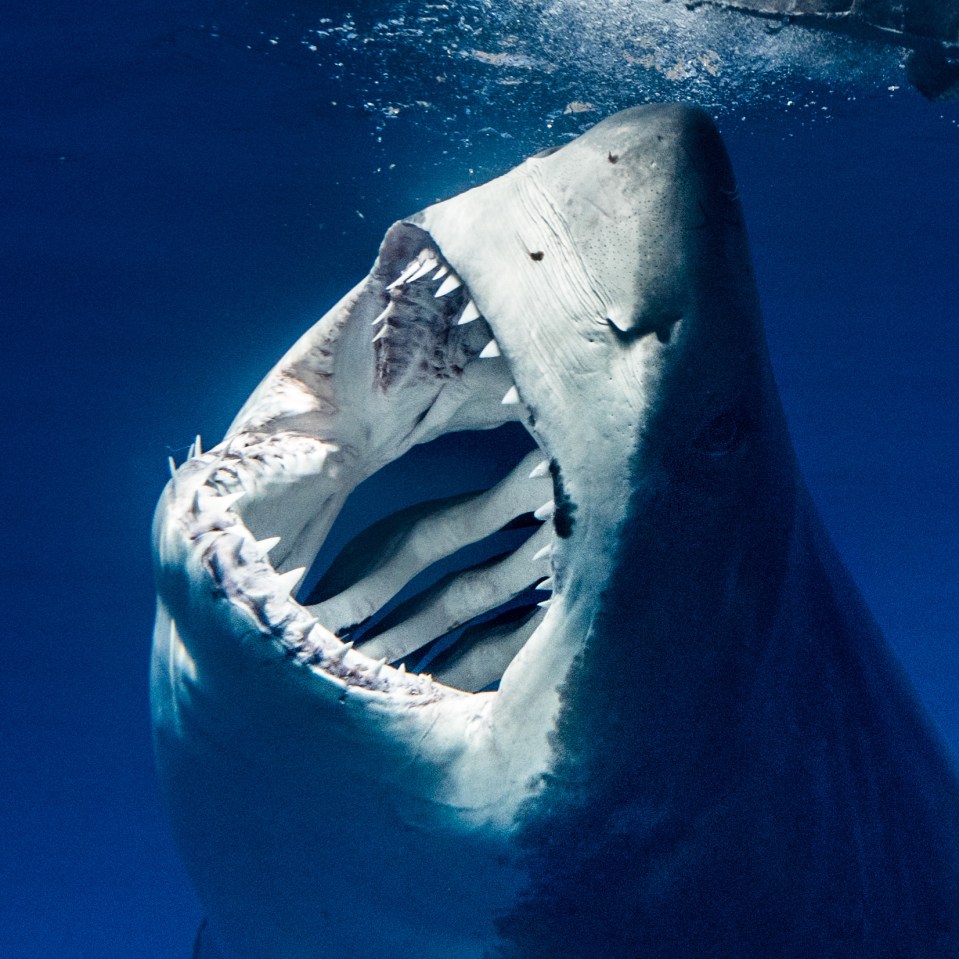  Shark bait: he was 'so close you could look them in their dark black eye as they would spin around on the bait'