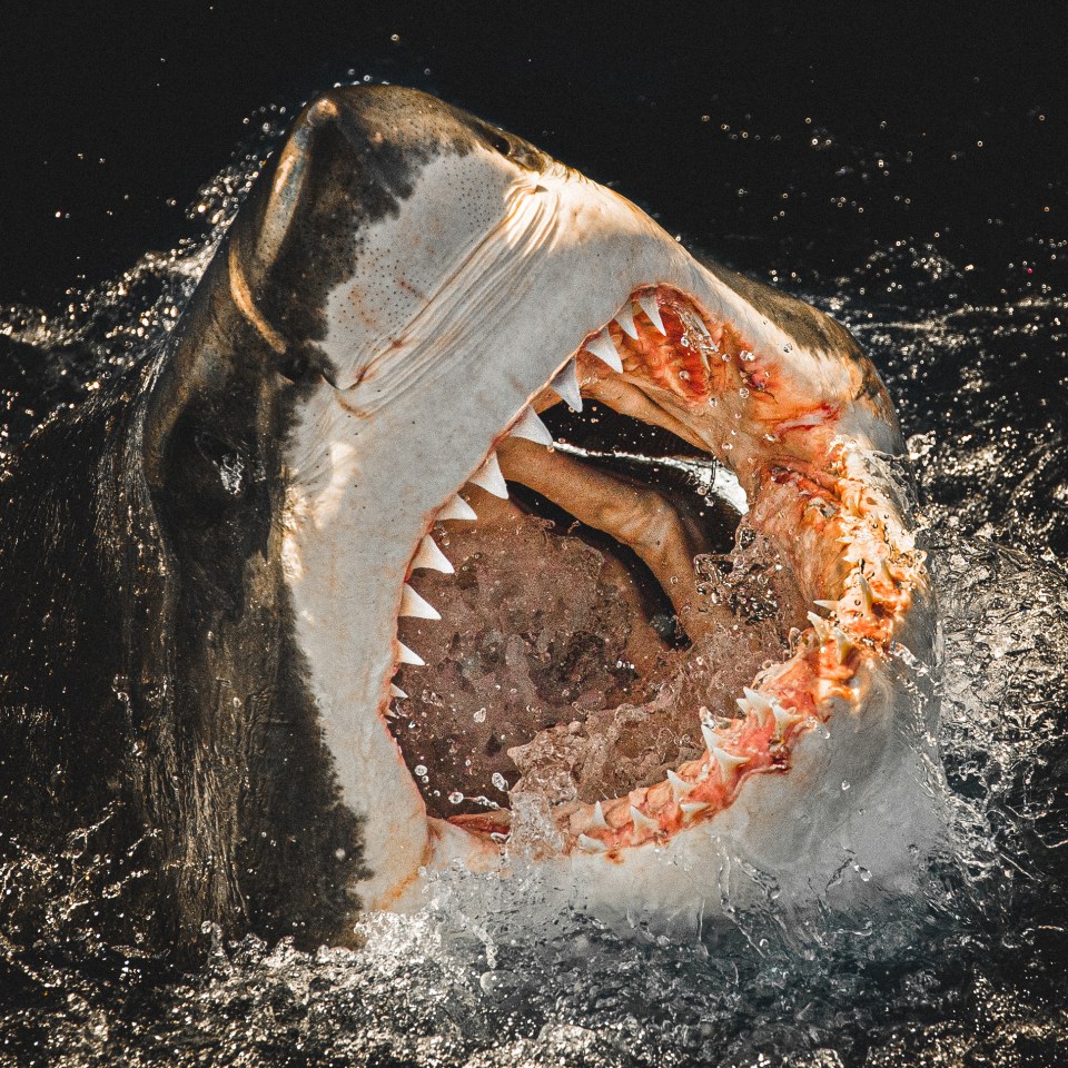  Nice to eat you: Rannachan captured his remarkable photos off Guadeloupe Island, Mexico’s most westerly point while diving with Solmar V