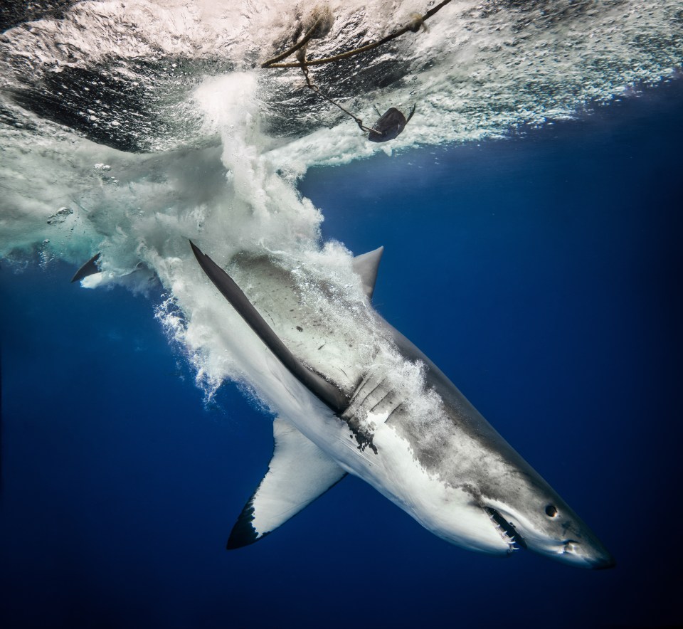  Great white sharks have a white stomach - hence their name - and the rest of their body is grey