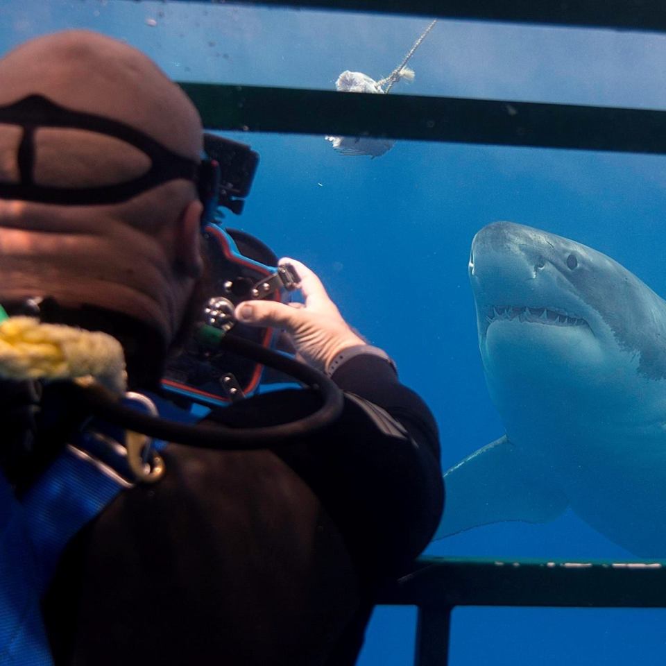  He said that being in a cage, submerged 10ft deep underwater with the great whites was 'actually extremely peaceful'