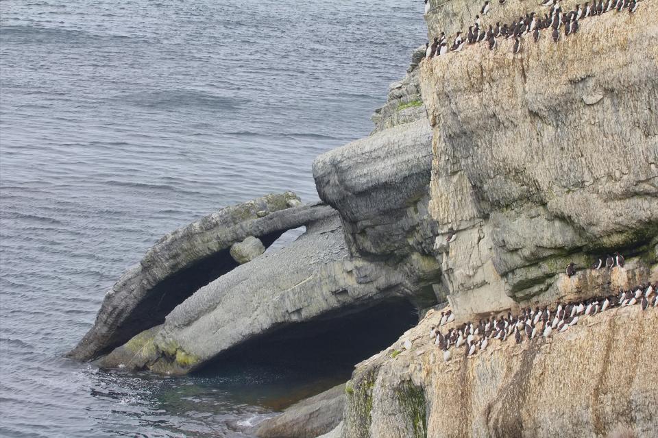 Novaya Zemlya is home to a diverse range of wildlife