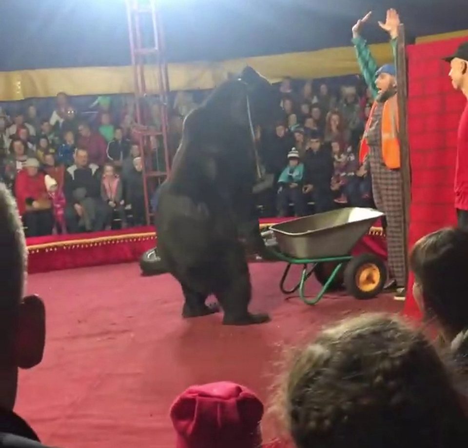  At first the bear can be seen pushing the wheelbarrow