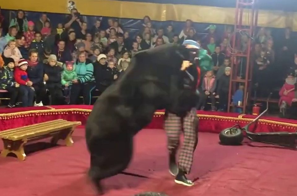  Moments later, the animal lunges at the circus performer - feet away from kids watching the show