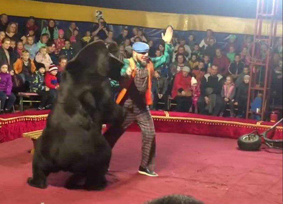  The attack seemed to be triggered when the man pulled on the bear's face harness