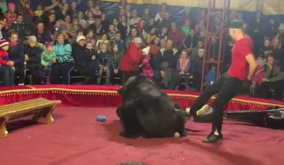  A helper starts kicking the 600lb animal, while the performer's shoe can be seen protruding beneath the bear