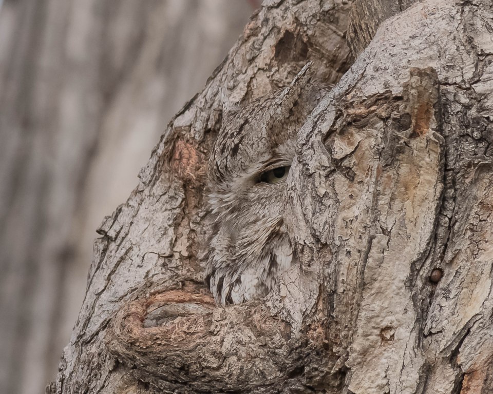  The astonishing pictures of the eastern screech owl were taken in the US state of Colorado