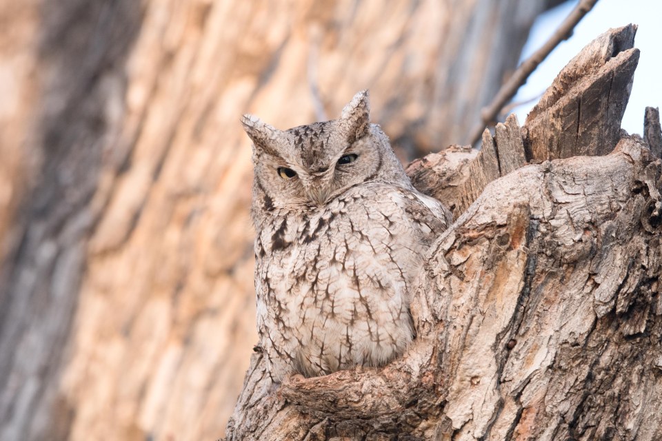  Loud and proud... mother owl emerges from the cocoon of her tree