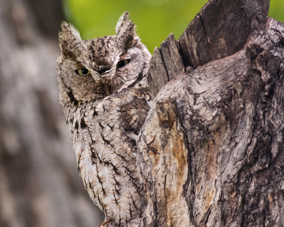  The stunning bird is likely to have been sitting on eggs or young owlets all day