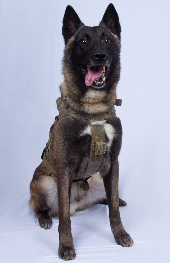 The military dog, whose name is being protected, has received praise for its role in taking out ISIS chief Baghdadi