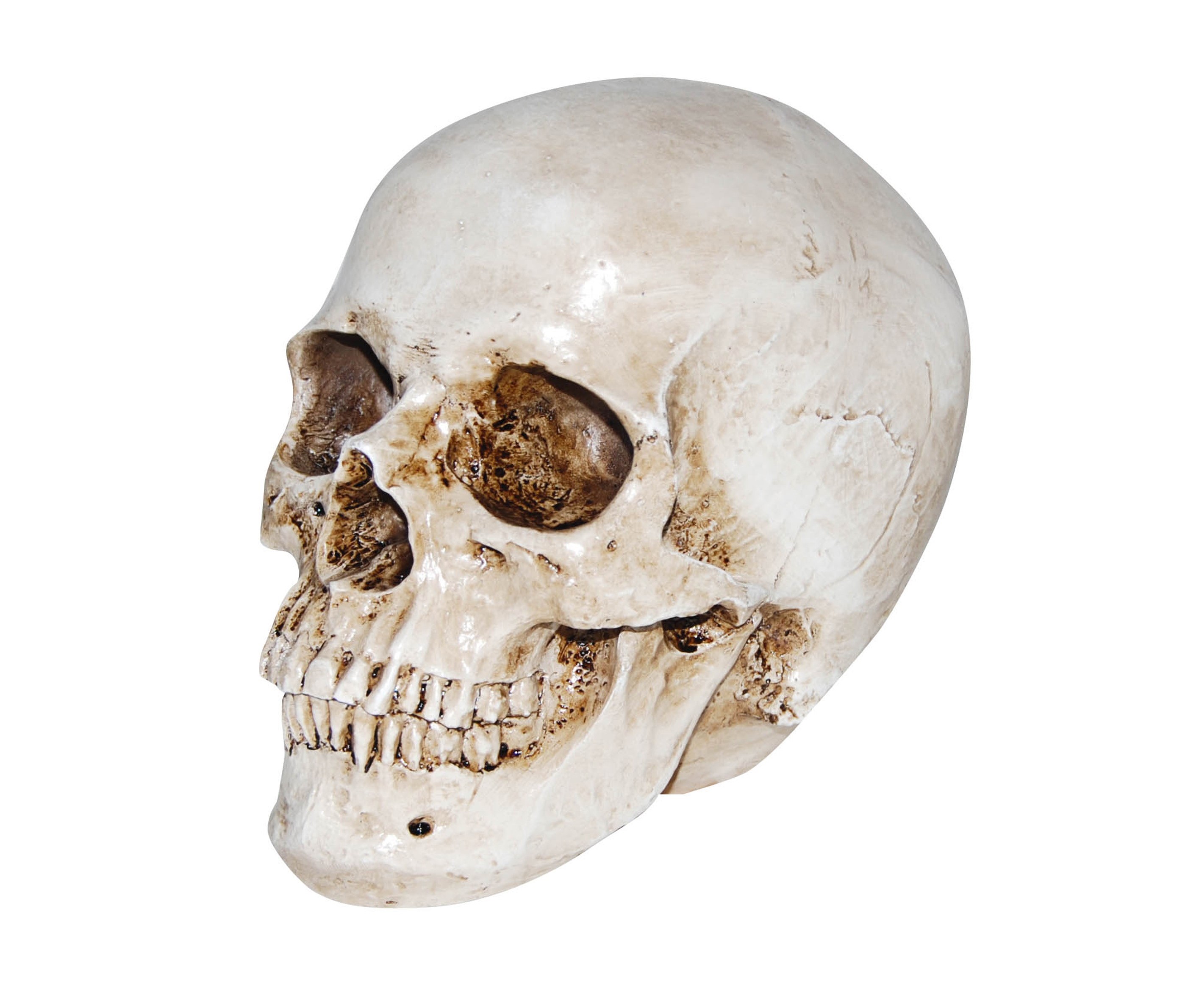 The human head and face is made up of 29 bones - including the body's smallest bones in your ears