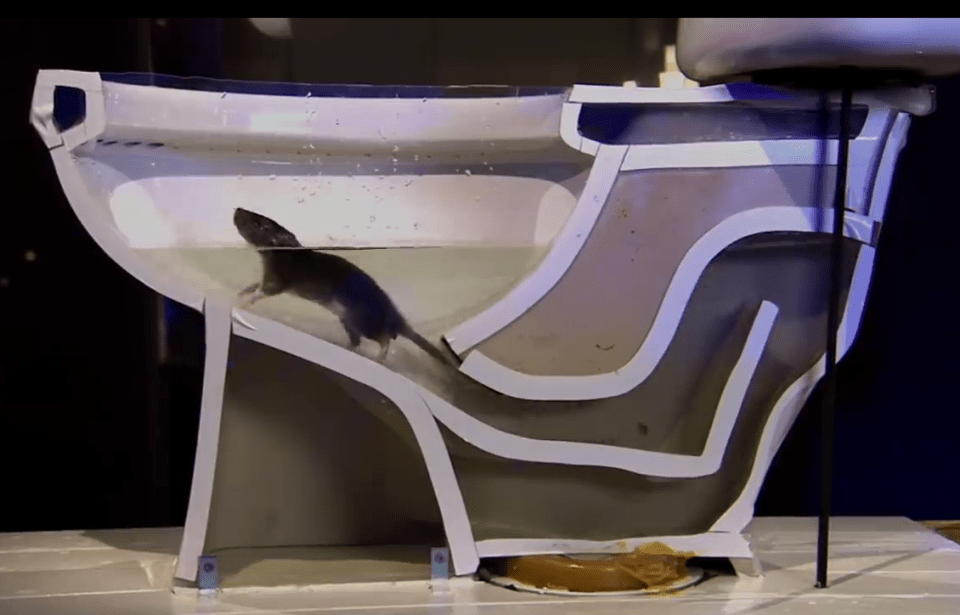  Rats can easily get into a toilet via the sewage system