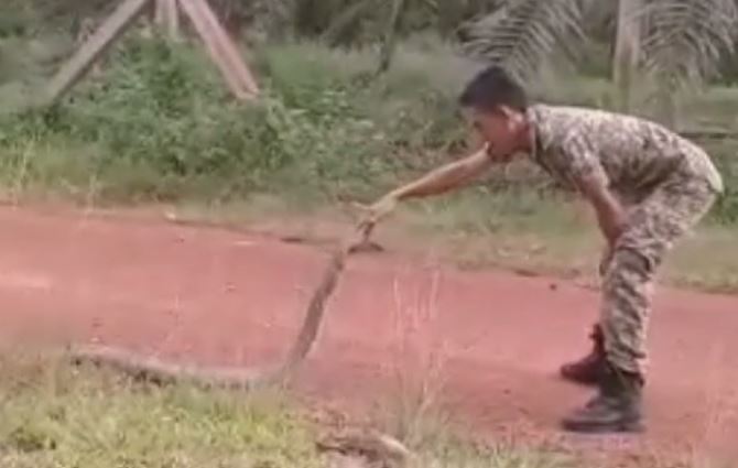  This is the moment a brave soldier touches a King Cobra's head