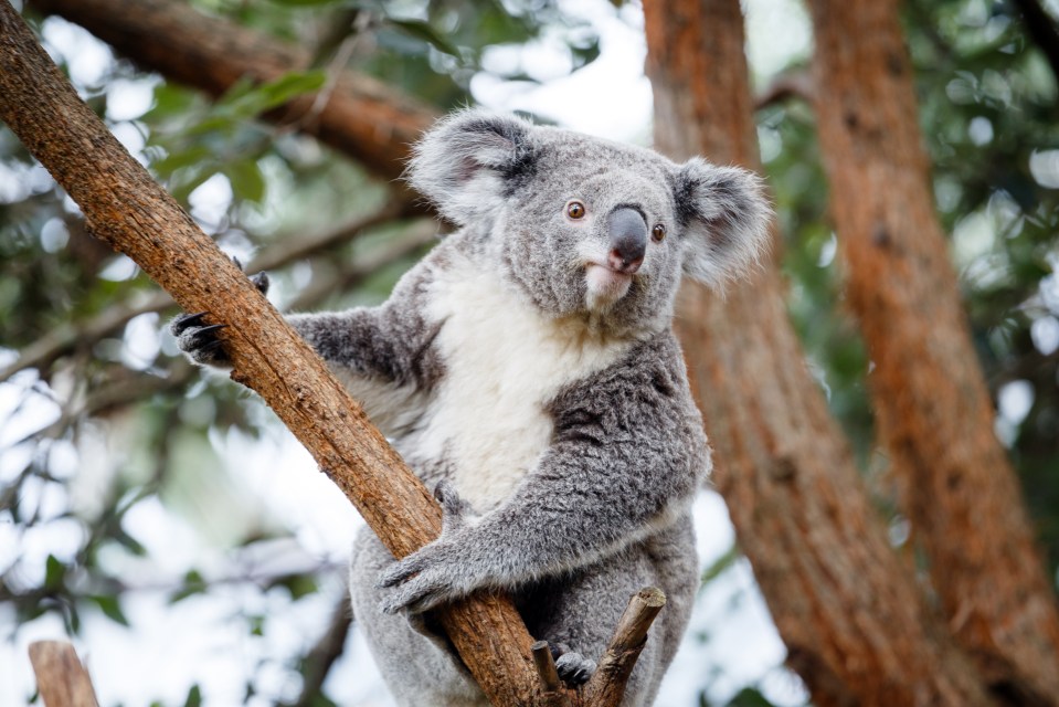  Taronga Zoo has plenty of selfie opportunities with cute koalas