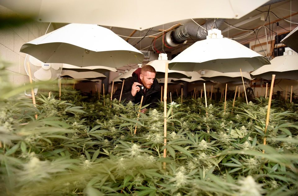  A police officer inspecting a huge cannabis farm in an abandoned nuclear bunker in Tisbury, Wiltshire - where four young Vietnamese workers were found sleeping on mattresses at the site