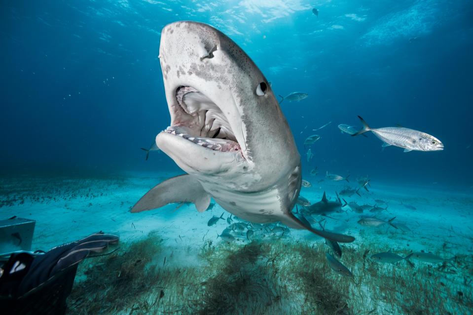  Tiger sharks have a record second only to Great White sharks for attacks on humans