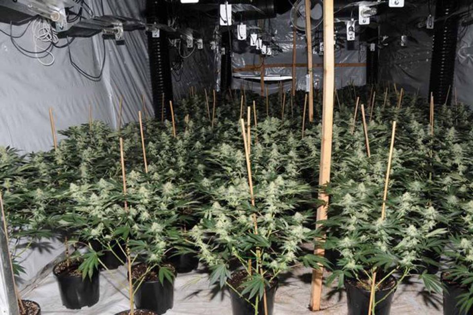  Cops found £850,000 worth of weed in the unit - but this is just one of many illegal factories across the UK