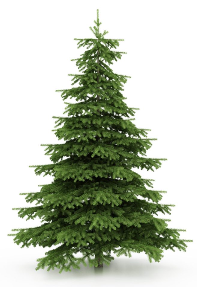  Buying a real Christmas tree can still be a green option if you recycle it afterwards