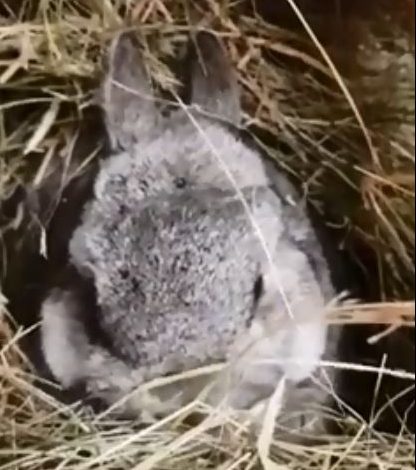  Archie the rabbit also died over the weekend after his owner said it was from being scared of the fireworks