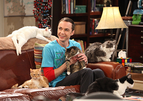  Sheldon decided to adopt six cats in a moment of madness