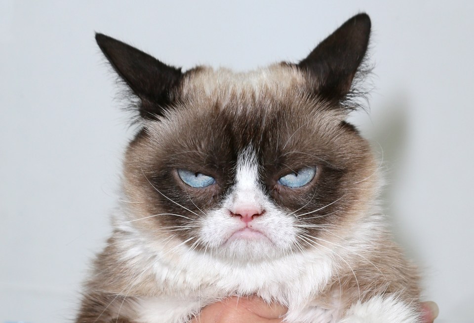  Grumpy Cat was an internet sensation