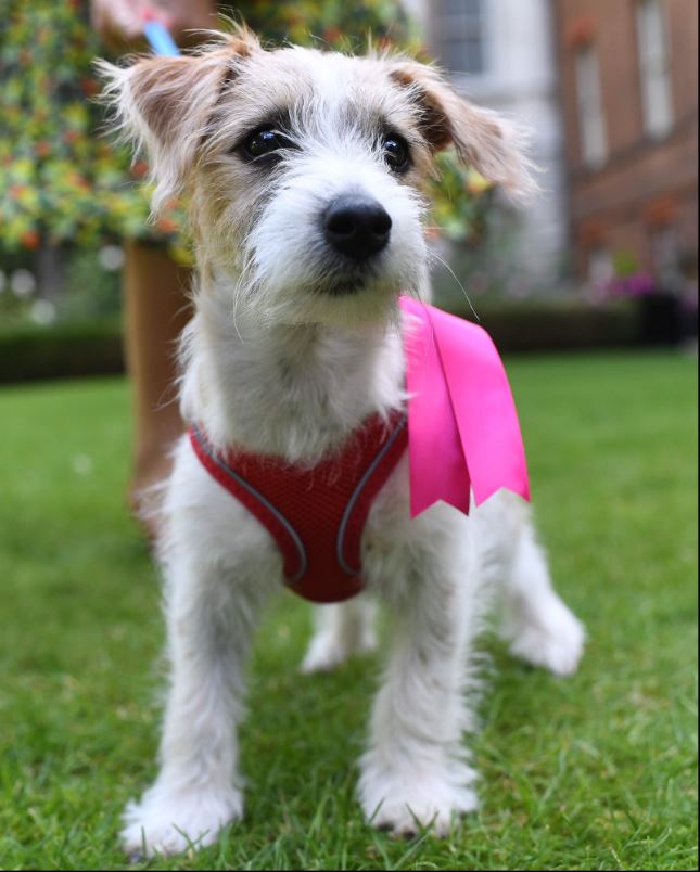  No10 dog Dilyn outshines most politicians this year