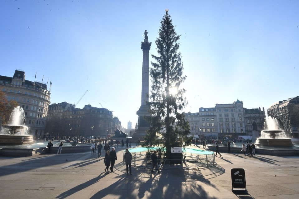  The 72ft evergreen is an annual present from Norway to Britain