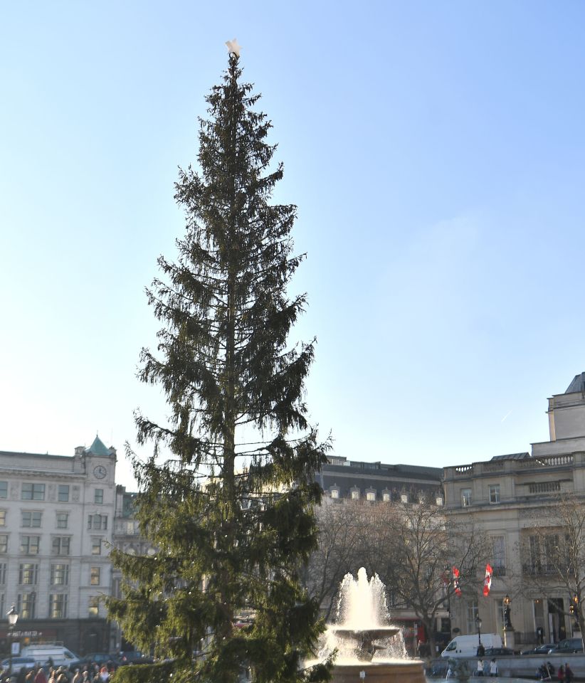  Trafalgar Square's Christmas tree has been slammed by Twitter users for its 'anaemic and embarrassing' appearance