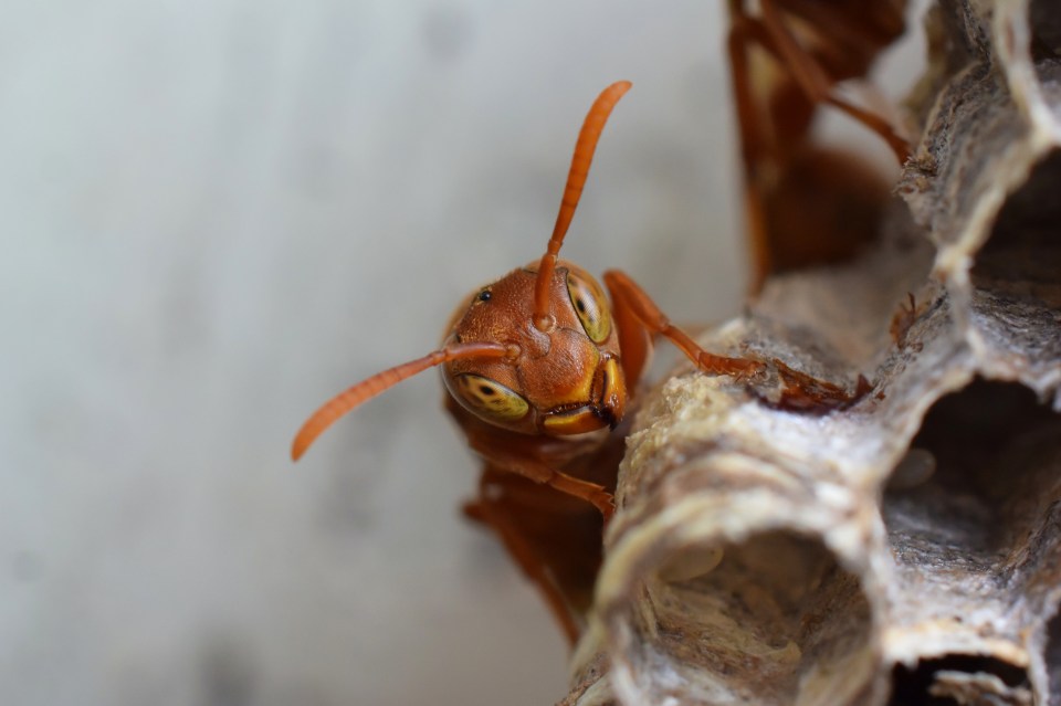  Abhijeet Bayani gifts us this close-up of a ropalidia marginata, a primitively eusocial wasp found in southern India