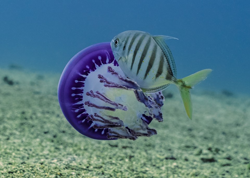  Eduardo Sampaio won runner-up for showing the incredible moment that this young blue trevally feeds on the purple jellyfish