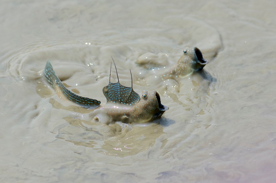  These bluespotted mudskippers in the famous Mai Po wetlands, Hong Kong, gave a mesmerising display to snapper Daniel Field - winner of the behaviour category