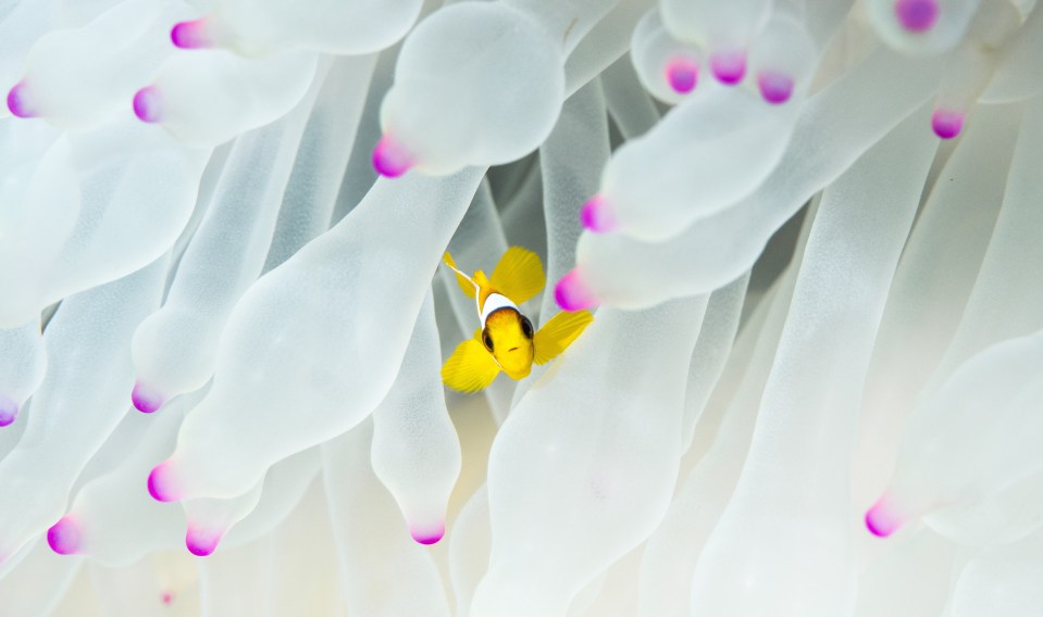  A juvenile Red Sea clownfish (Amphiprion bicinctus) looks out from between the clear tentacles of a bleaching sea anemone (Entacmea quadricolor) in Thuwal, Saudi Arabia. Photographer: Morgan Bennett-Smith