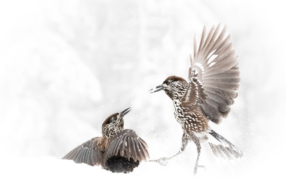  Northern nutcrackers (nucifraga caryocatactes) fight in the Vitosha mountain massif in Bulgaria in Alwin Hardenbol's stark composition